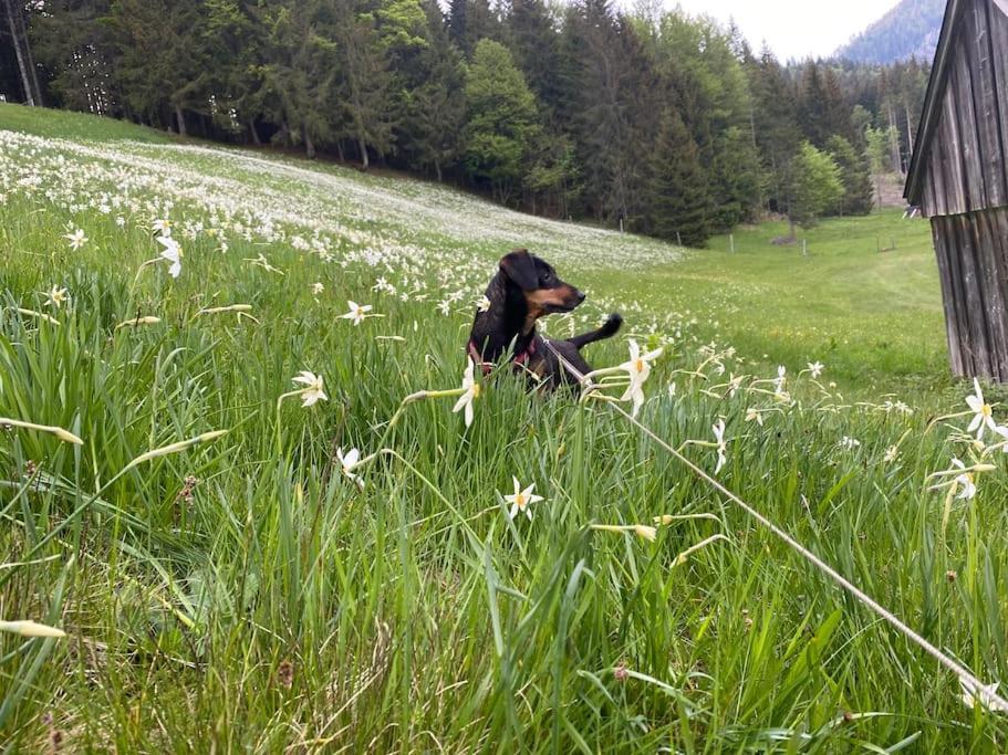 Alpenurlaub II Wohnung Mit Traumausblick Bad Mitterndorf Esterno foto